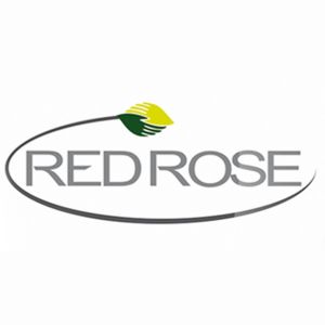 red rose
