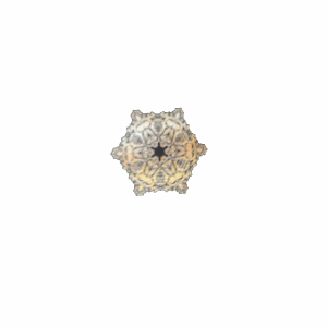 sea star